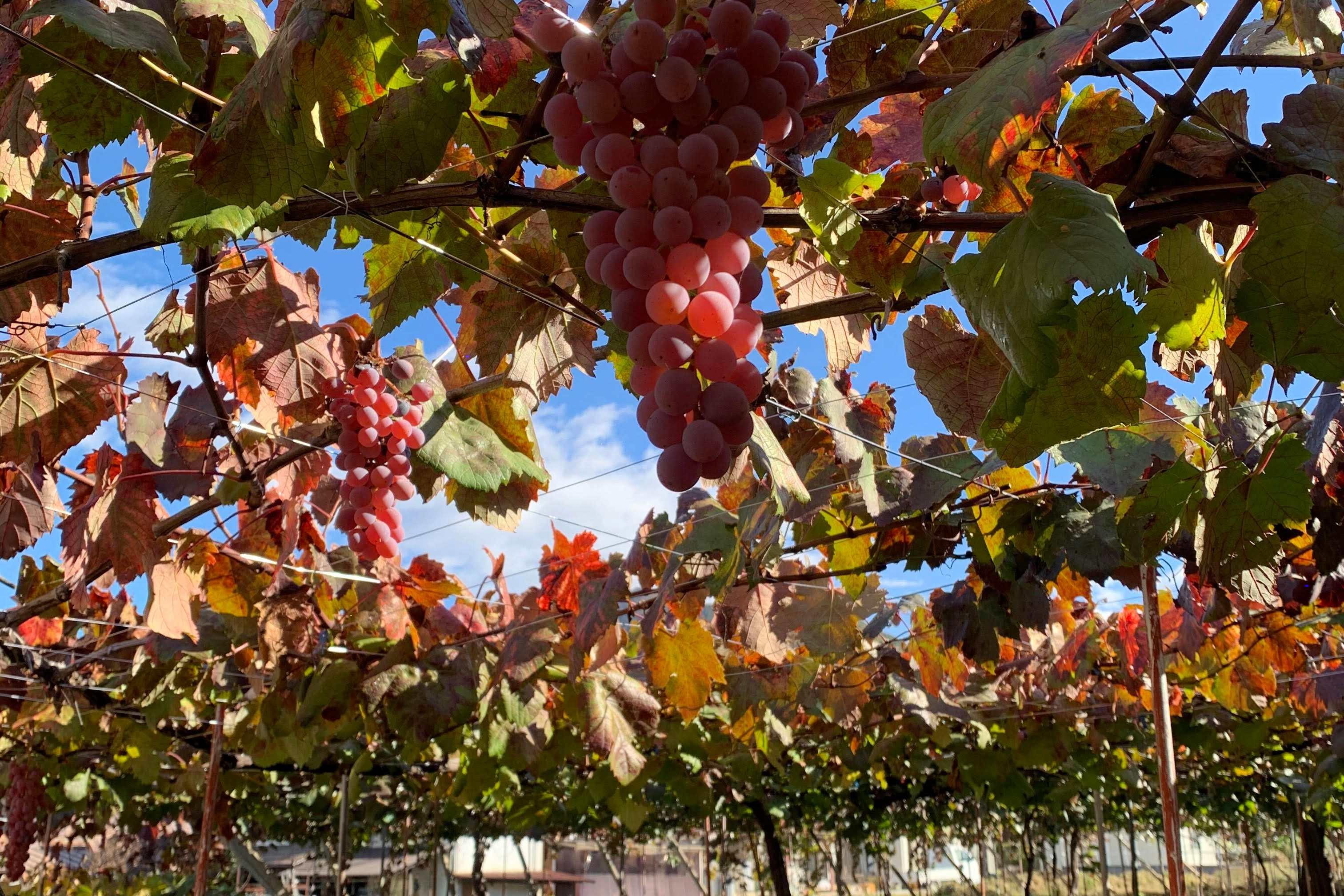 Koshu Rising: Japan's Signature Grape Finds its True Voice